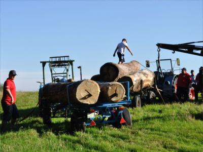 Oldtimer Traktor Baumstammziehen