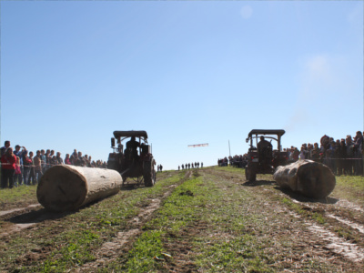 Oldtimer Traktor Baumstammziehen